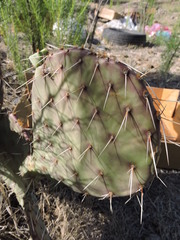 Opuntia macrocentra