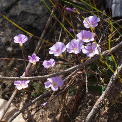 Oxalis commutata