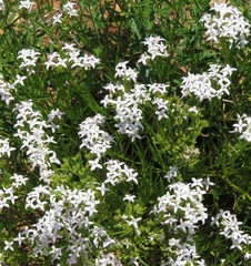 Stenaria nigricans