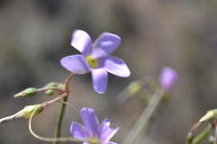 Oxalis livida
