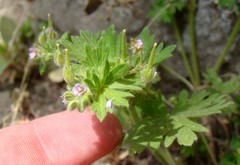 Geranium pusillum