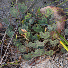 Pelargonium tabulare