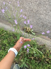 Verbena halei