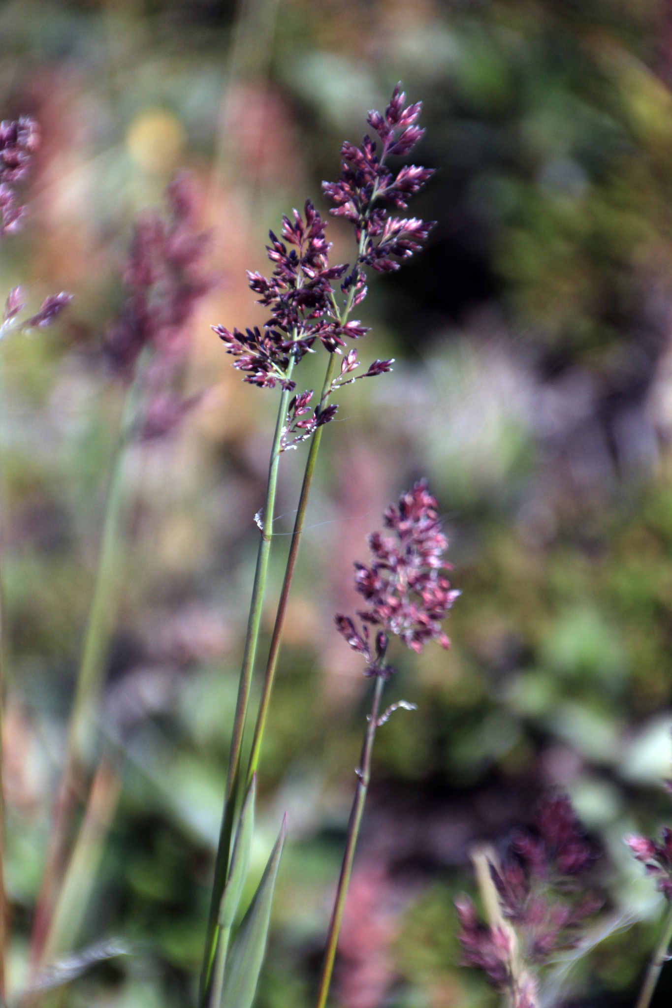 Arctagrostis latifolia