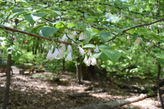 Halesia carolina