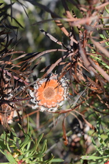 Protea scolymocephala