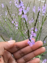 Verbena halei