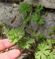 Geranium pusillum