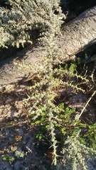 Aspalathus acanthophylla