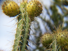 Corryocactus melanotrichus