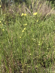 Linum sulcatum