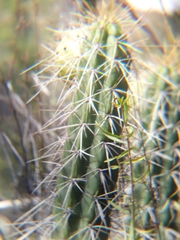 Corryocactus melanotrichus