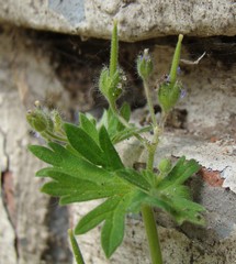 Geranium pusillum
