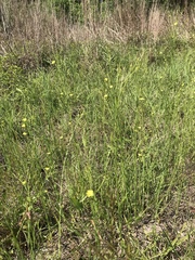 Linum sulcatum