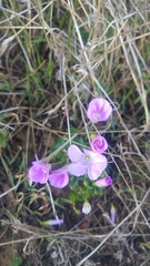 Oxalis commutata