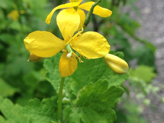 Chelidonium majus