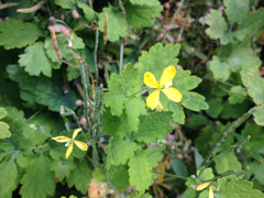Chelidonium majus