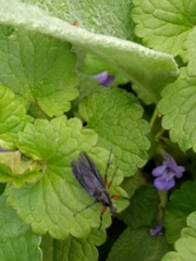 Bibio femoratus