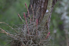 Tillandsia baileyi