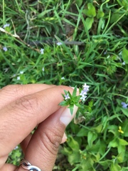 Sherardia arvensis