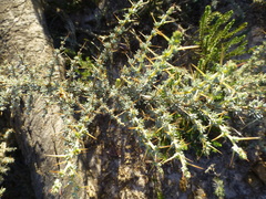 Aspalathus acanthophylla