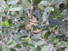 Corallus ruschenbergerii