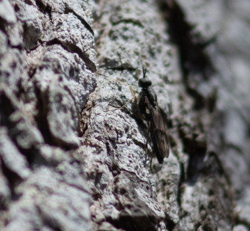 Xylophagus lugens photo 4
