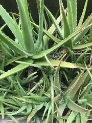 Aloe vera