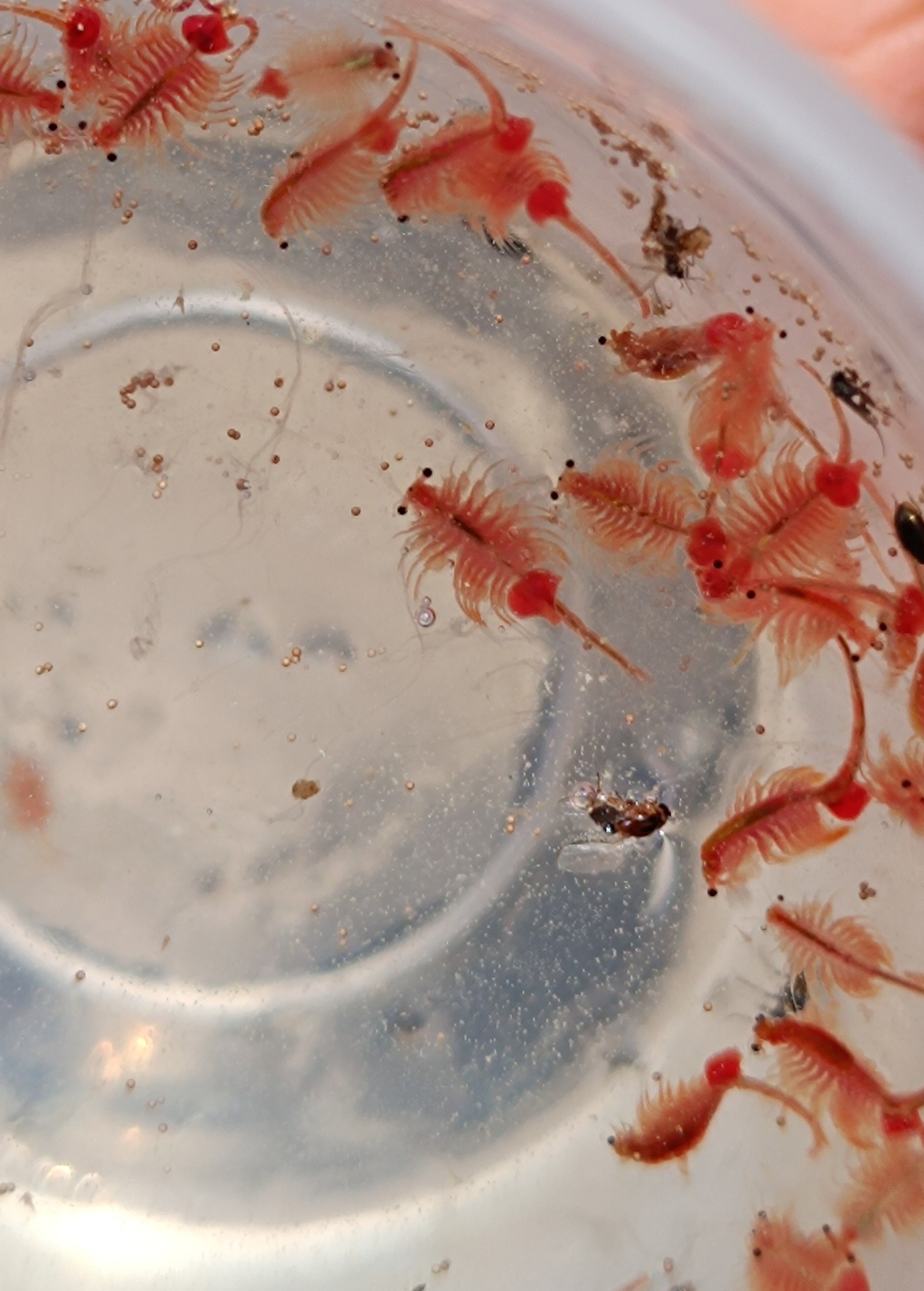 Artemia salina (Linnaeus, 1758)