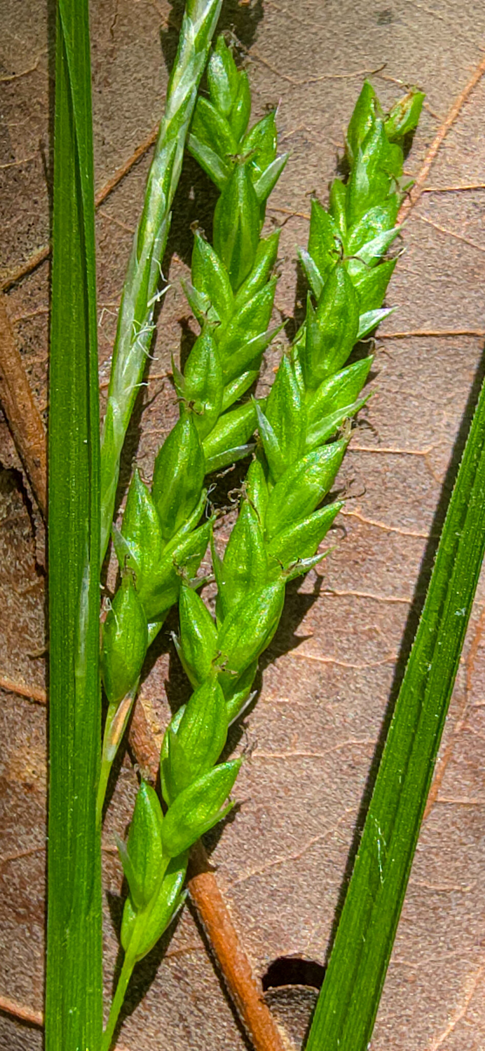 Carex oxylepis