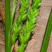 Sharpscale Sedge - Photo (c) grinnin, some rights reserved (CC BY-NC), uploaded by grinnin