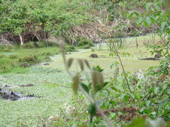Cavia aperea anolaimae