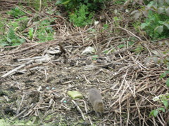 Cavia aperea anolaimae