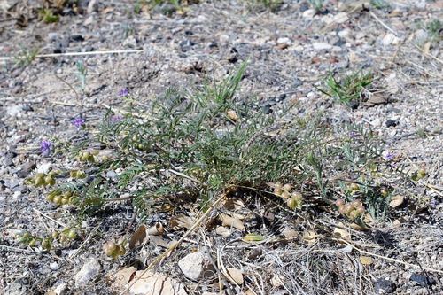 Image of Thurber's Milkvetch (Astragalus thurberi) by (c) Andrew Tree, some rights reserved (CC BY)