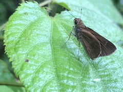 Carcharodini