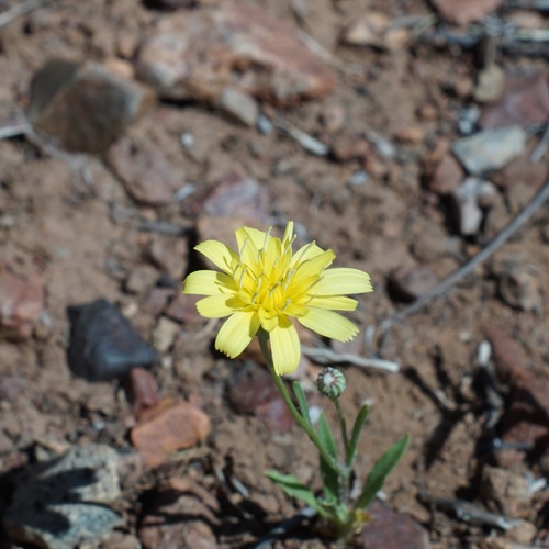 Image of Malacothrix fendleri by (c) Andrew Tree, some rights reserved (CC BY)