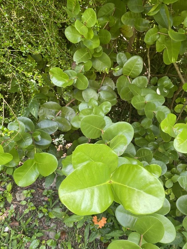 Calyptrogenia biflora, 2024-04-26
