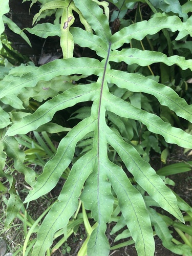 Phlebodium aureum