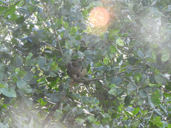 Corallus ruschenbergerii