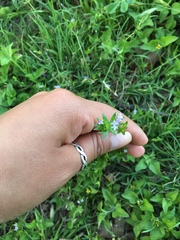 Sherardia arvensis