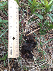 Vulpes vulpes fulvus