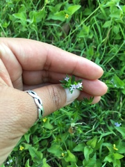 Sherardia arvensis