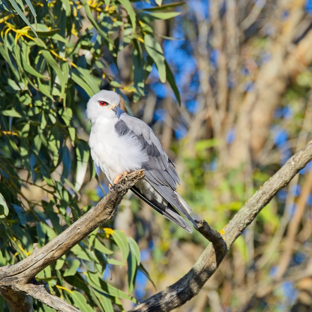 Black-winged Kite from Strandfontein Sewerage Works, Pelican Park,Cape ...