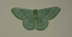 Phaiogramma etruscaria