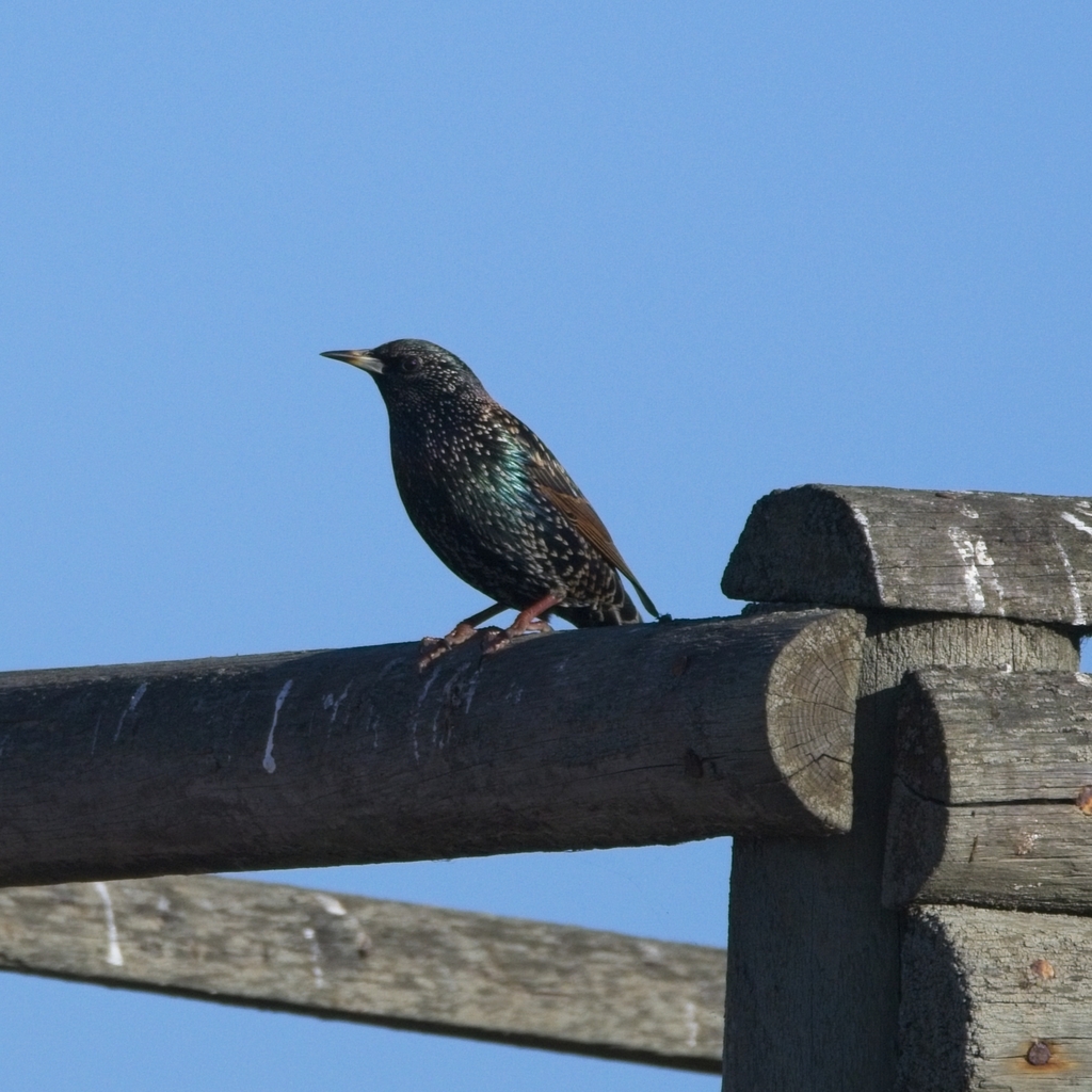 European Starling from Strandfontein Sewerage Works, Pelican Park,Cape ...