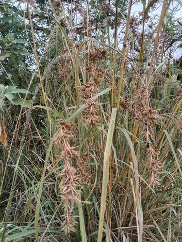 Foto de Citronela