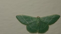 Phaiogramma etruscaria