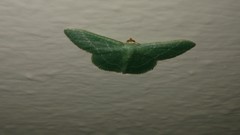 Phaiogramma etruscaria