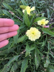 Oenothera triloba