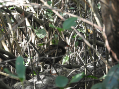 Rallus longirostris